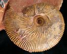 Stunning Cluster of Macrocephalites Ammonites #11487-4